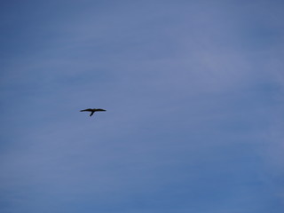 oiseau dans le ciel