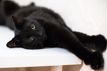 Black cat with green eyes lying on a white table
