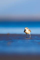 Cute little water bird. Nature background. Common water bird: Kentish Plover. Charadrius alexandrinus.