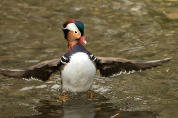 The mandarin duck (Aix galericulata) male duck swimming on the lake and streatching wings, outstretched wings, clear background, scene from wildlife, Switzerland, common bird in its environment