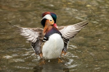 The mandarin duck (Aix galericulata) male duck swimming on the lake and streatching wings, outstretched wings, clear background, scene from wildlife, Switzerland, common bird in its environment