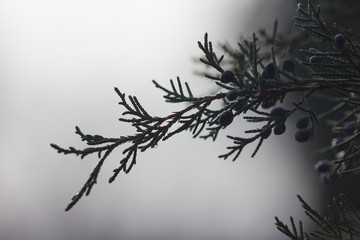 juniperus 
