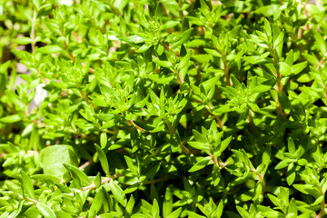 Sedum sarmentosum  in spring before flowering
