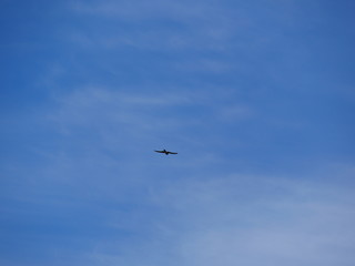 oiseau dans le ciel