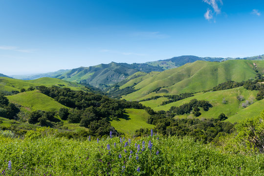A beautiful spring/summer scene with blue lupine wildflowers in the foreground of a vast landscape of lush green fields, hills, and mountains near Cambria, California, USA