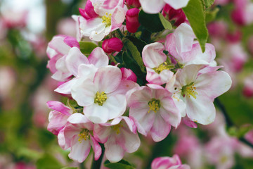 apple blossom tree background