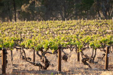 Fototapeta na wymiar Vineyards South Australia