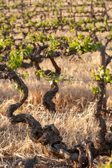 Vineyards South Australia