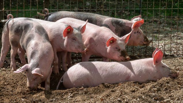 Gl&uuml;ckliche Schweine im Freilauf-Weideschweine