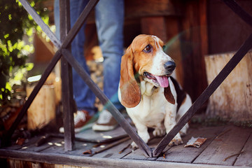 Basset hound next to the owner. People train dogs. Man and woman playing with happy joyful animals