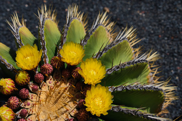 ferocactus schwarzii close up view