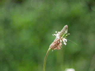 insecte sur fleur des champs