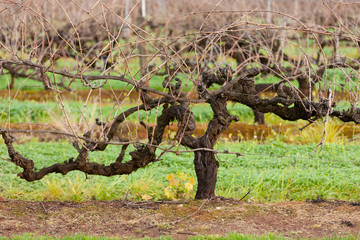 Vineyards South Australia