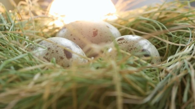 Quail eggs lie in a nest of straw. The nest rotates around its axis.