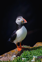 Close view of a  puffin on a rock  on sunny day in Saltee Islands