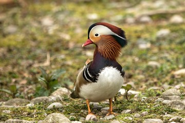 The mandarin duck (Aix galericulata) male duck standing on the shore of the lake, water in background, scene from wildlife, Switzerland, common bird in its environment