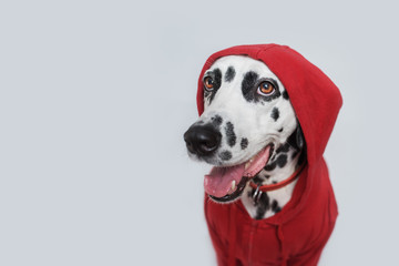 Dalmatian dog dressed in red sportswear sits on white background. Dog in clothes. Dog look left. Copy space