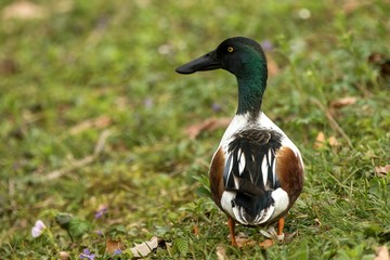 Northern shoveler (Anas clypeata) male duck on the lake shore, green vegetation in background, scene from wildlife, Switzerland, common bird in its environment