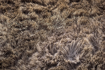 High quality of natural brown fur texture background 