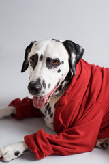 Dalmatian dog in red sweatshirt is lying on the floor on white background. Cool dog. Copy space