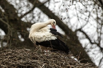 White stork on the nest in spring, scene from wildlife, Germany, common bird in its environment, elegant black and white bird, close up, grooming behaviour