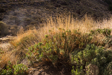 Generic vegetation in Teide National Park, Spain
