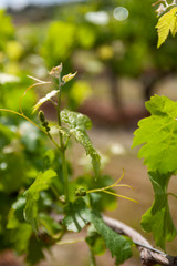 Vineyards South Australia