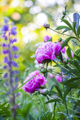 Beautiful spring peony flowers in the summer garden © pictures_for_you