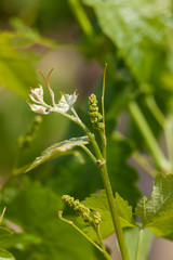 Vineyards South Australia