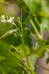 Vineyards South Australia