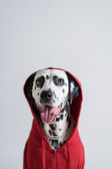 Portrait of Cool Dalmatian dog in red sweatshirt sits on white background. Dog head is covered by hood. Gangster dog. Copy space