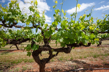 Vineyards South Australia