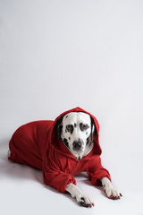Dalmatian dog in red sweatshirt is lying on the floor on white background. Cool dog. Copy space