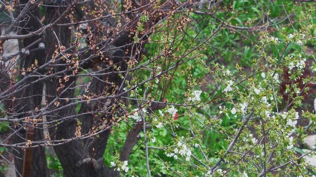 Fruit tree - half blooms and half dried