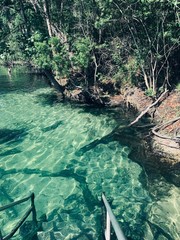 river in the forest