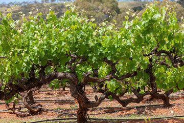 Fototapeta premium Spring Vinyards South Australia