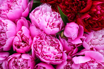 Beautiful spring peony flowers in the summer garden