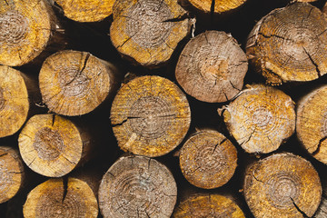 The ends of a stack of cut pine logs