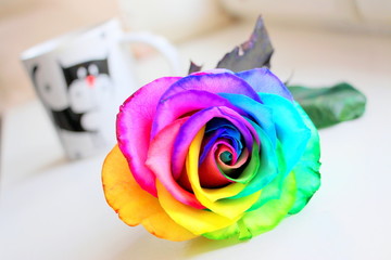 Fototapeta na wymiar Unusual flower. Multicolored rose. Rainbow.