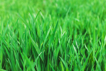Fototapeta na wymiar Green grass.Soft focus