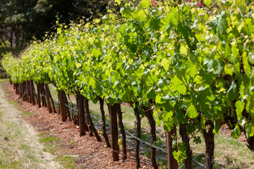 Spring Vinyards South Australia