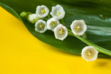 A soft delicate macro closeup of white lily of the valley flower branch with green leaves isolated on Yellow Background.