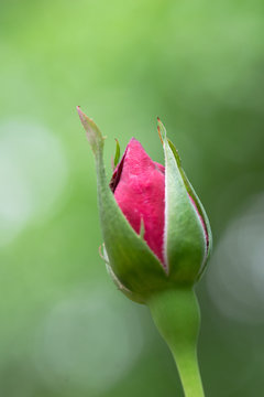 New Rose Bud Simple Macro 