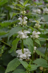 Jasnota biała, kwitnąca roślina, Lamium album