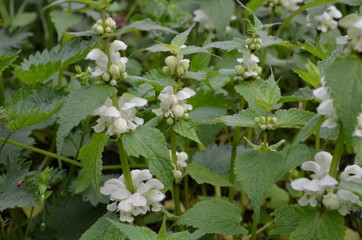 Jasnota biała, kwitnąca roślina, Lamium album