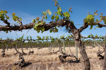 Spring Vinyards South Australia