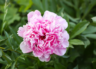 Beautiful spring peony flowers in the summer garden