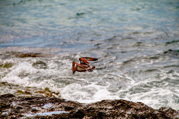 Seabird