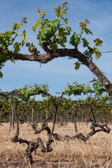 Spring Vinyards South Australia