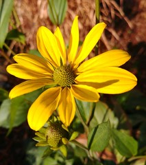 Evening Sun on Rudbeckia 